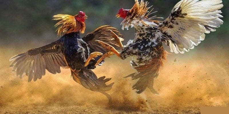 Các hình thức đá gà được cung cấp trong sân chơi này