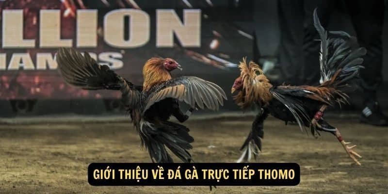 Đá gà trực tiếp Thomo cho anh em chứng kiến những trận đấu mãn nhãn
