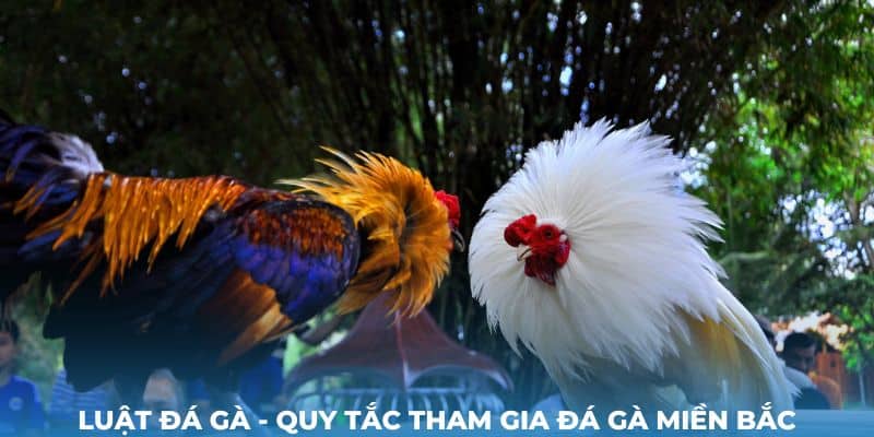 Luật đá gà - quy tắc tham gia đá gà miền Bắc