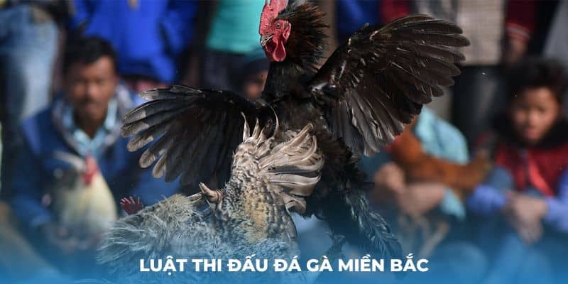 Luật thi đấu đá gà miền Bắc