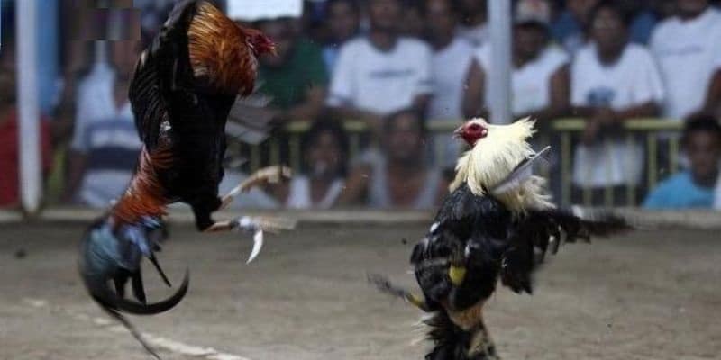 Các lưu ý quan trọng cho người chơi đá gà cựa dao